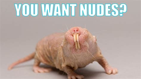 naked mole rat meme|To Save Yourself from Sextortion, Send Naked Mole。